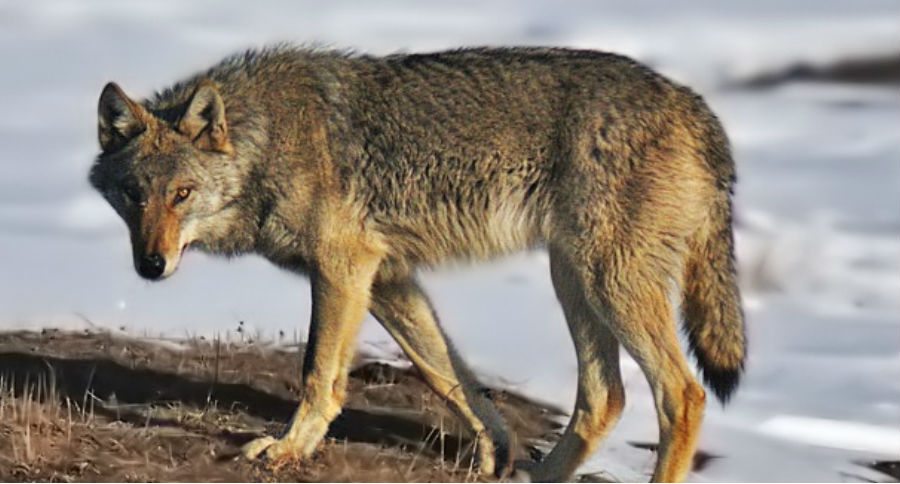 wolf