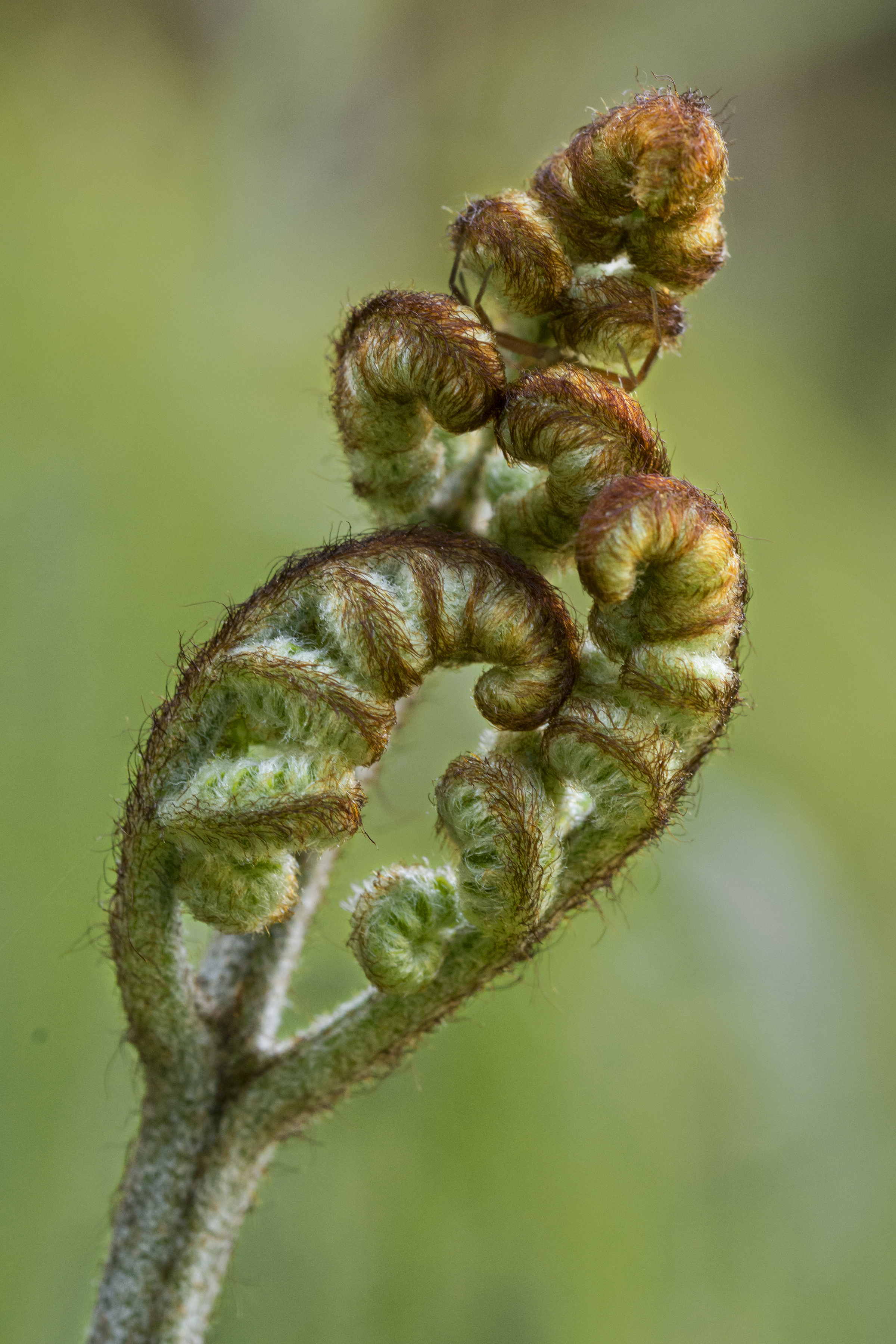 Emerging Bracken Fern