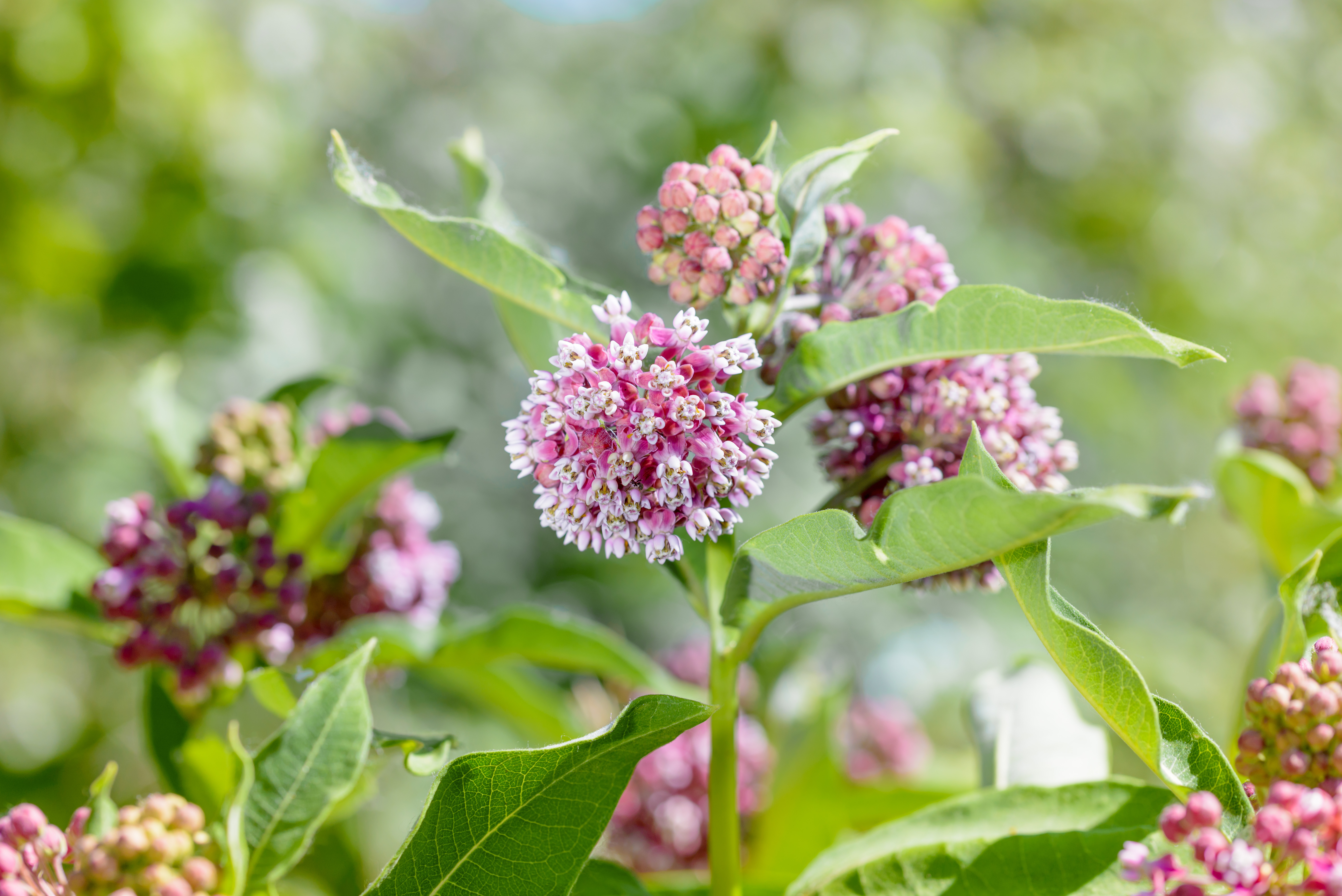 Milkweed