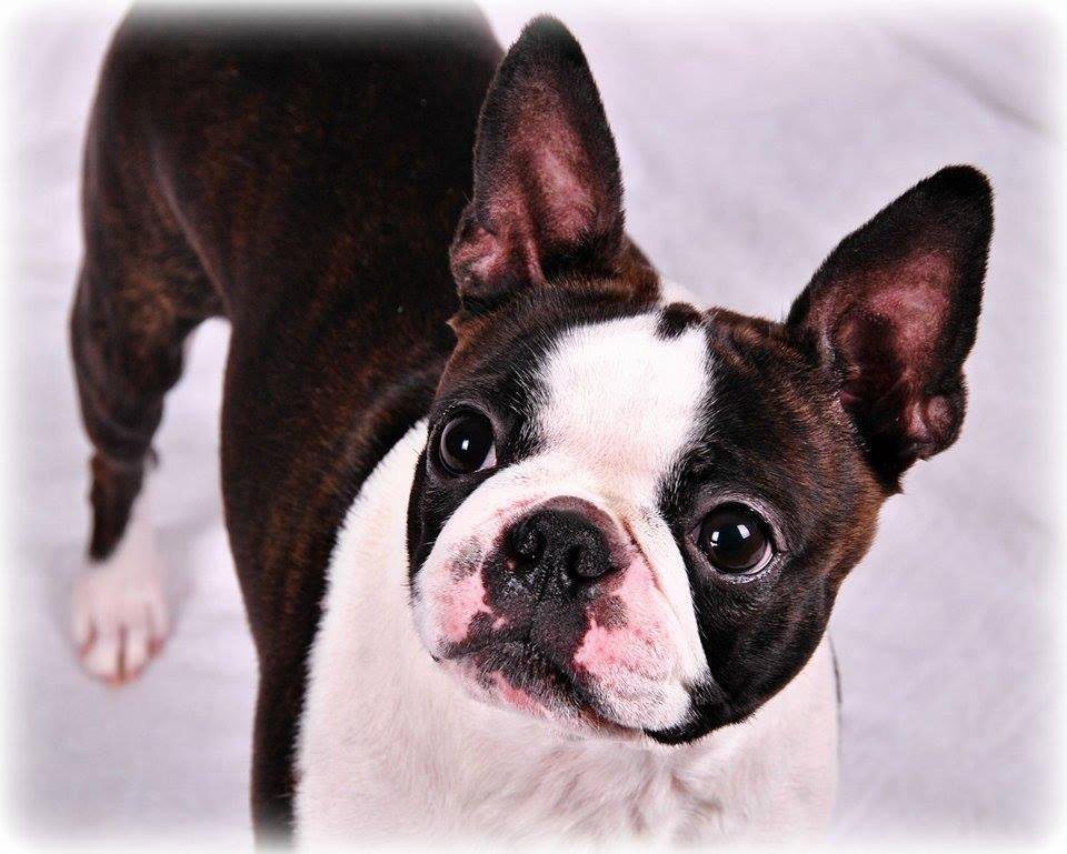 Boston Terrier