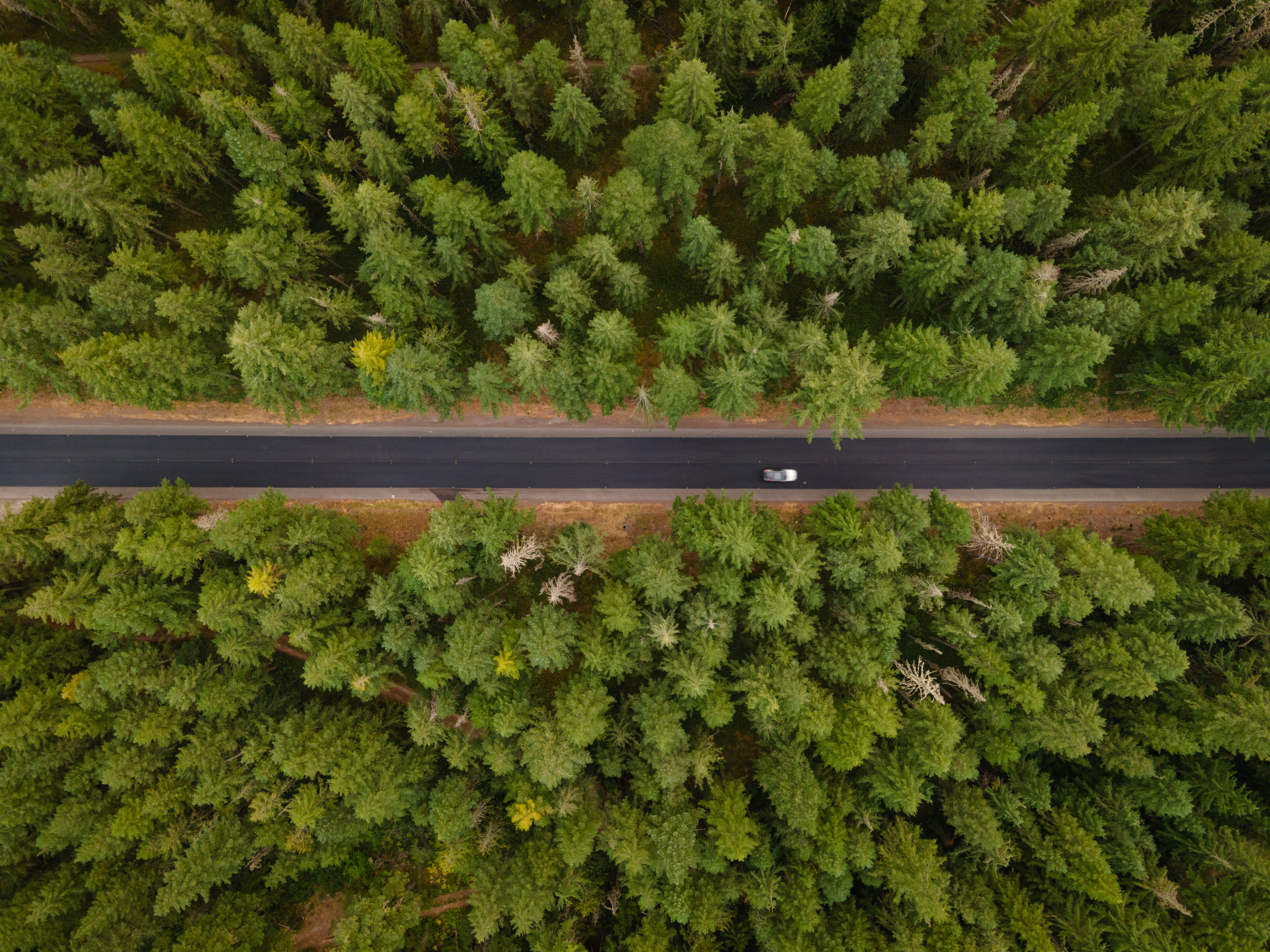 Top down drone view of scenic road through pine trees in the Mount Hood National Forest in Oregon in the summer.