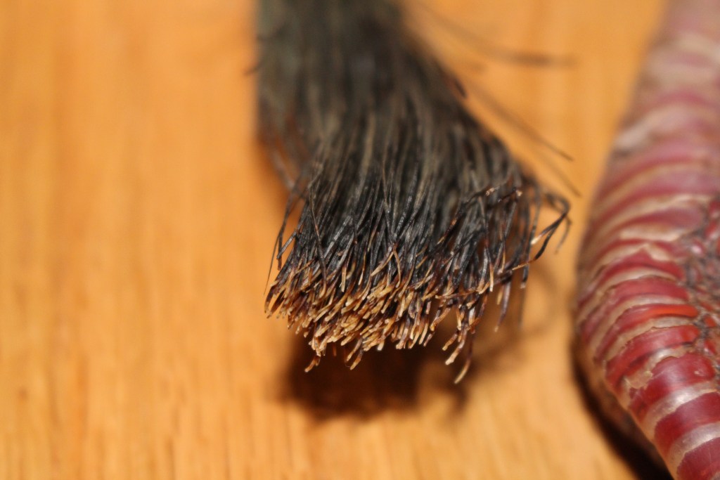 beard rot
