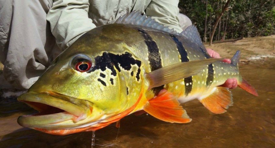 Peacock Bass
