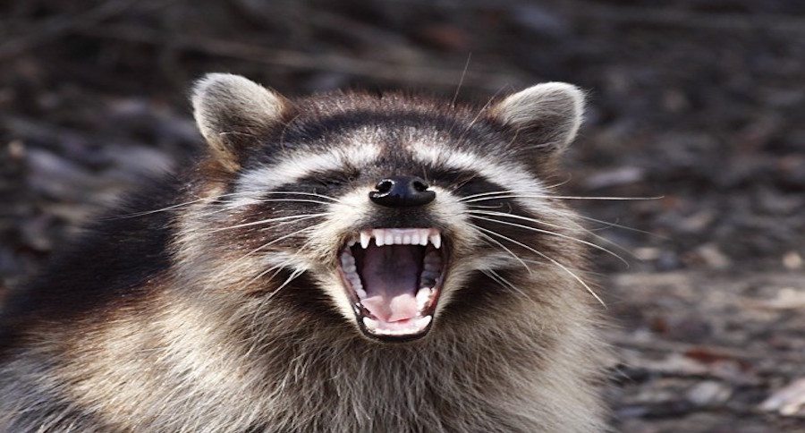 rabid raccoon