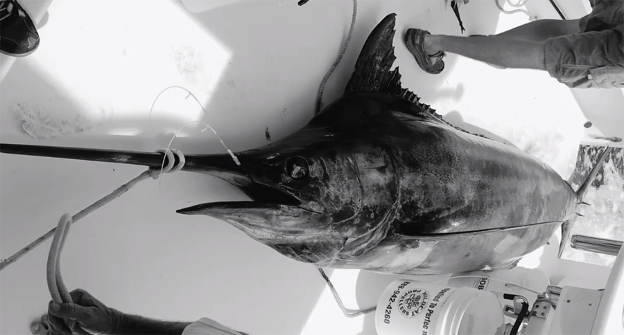 Big Rock Blue Marlin Tournament