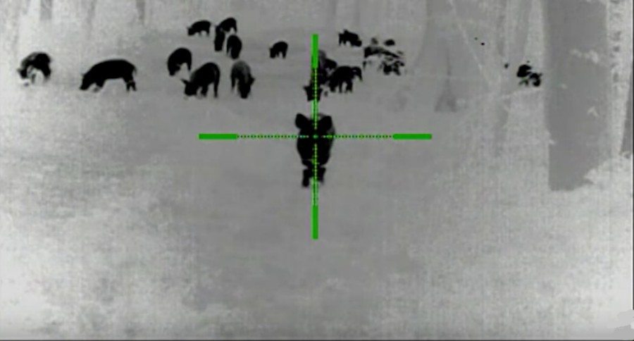 hog hunting