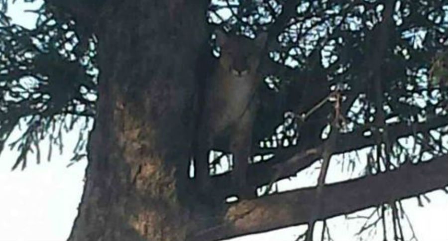 mountain lion