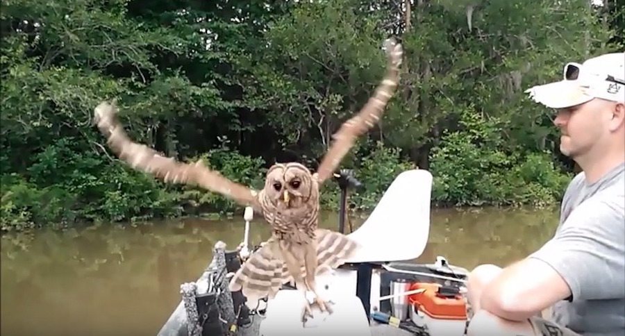 barred owl