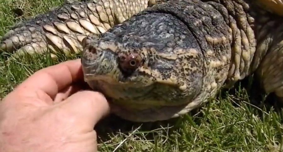 snapping turtle