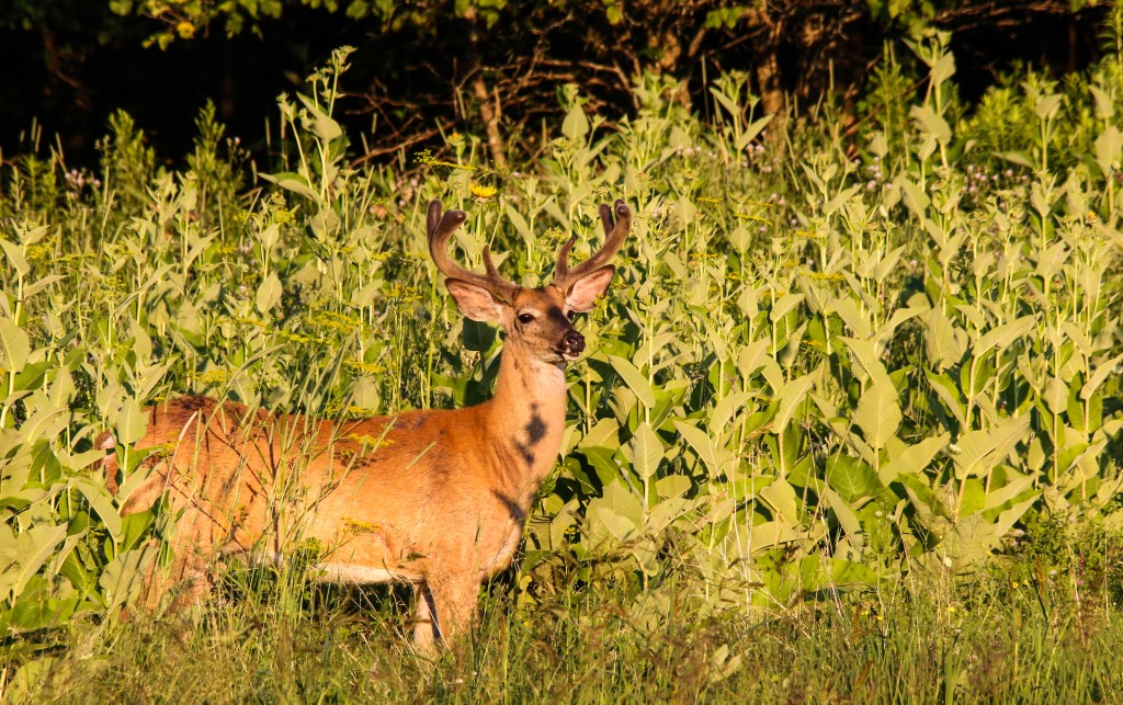 velvet buck
