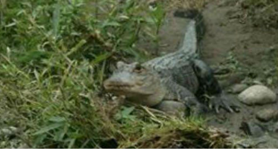 alligator