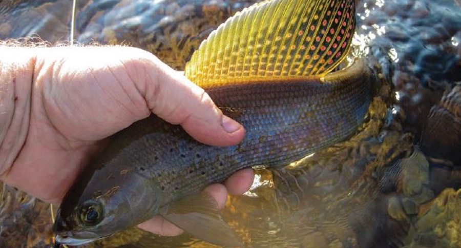 arctic grayling