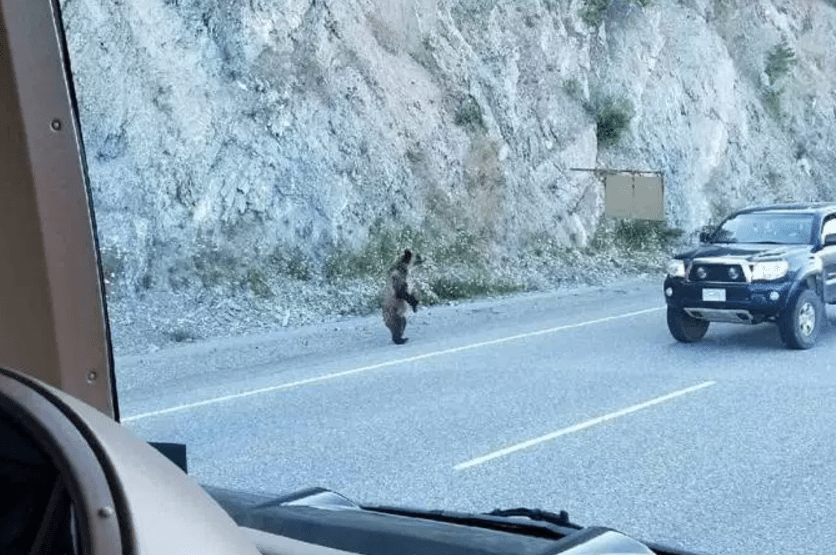 bear mauling