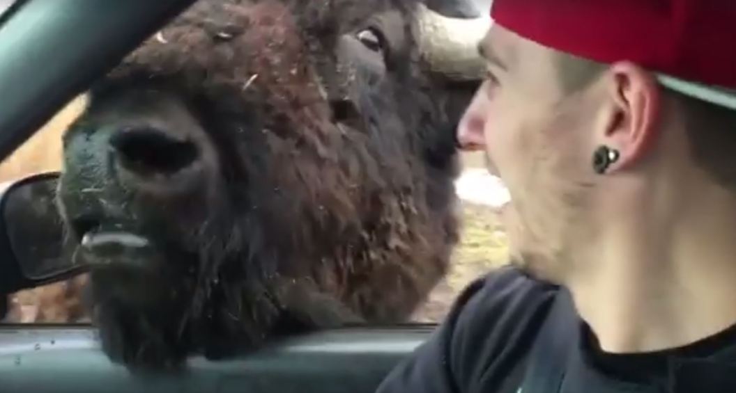 bison