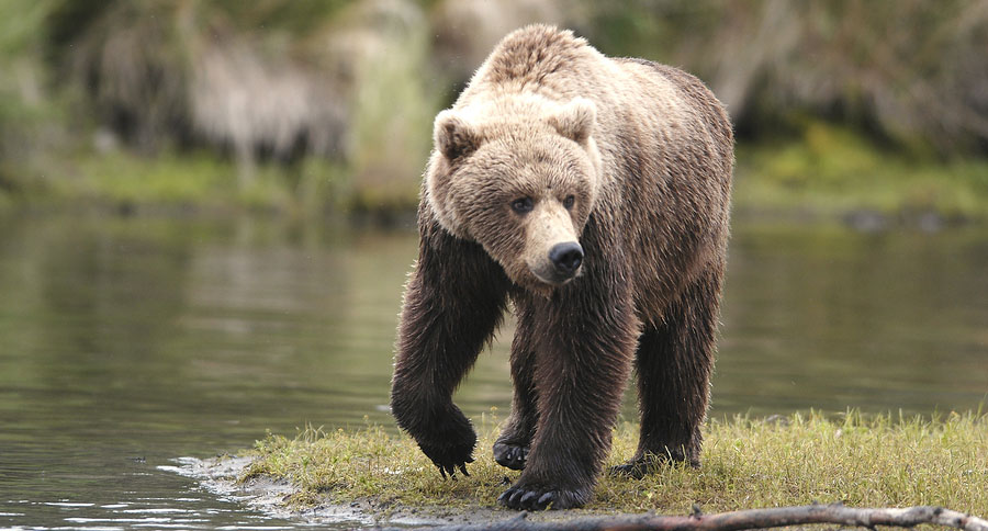 brown bear