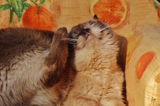 Cat Itching
