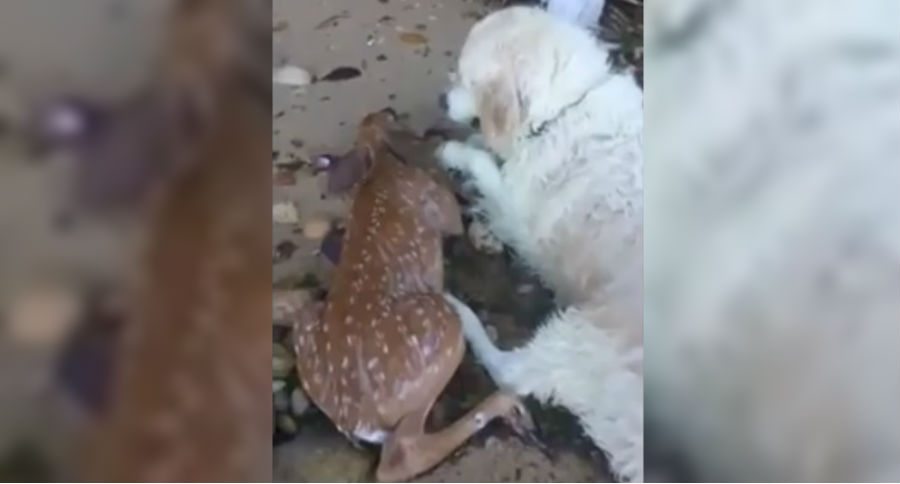 fawn