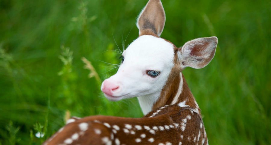 albino deer