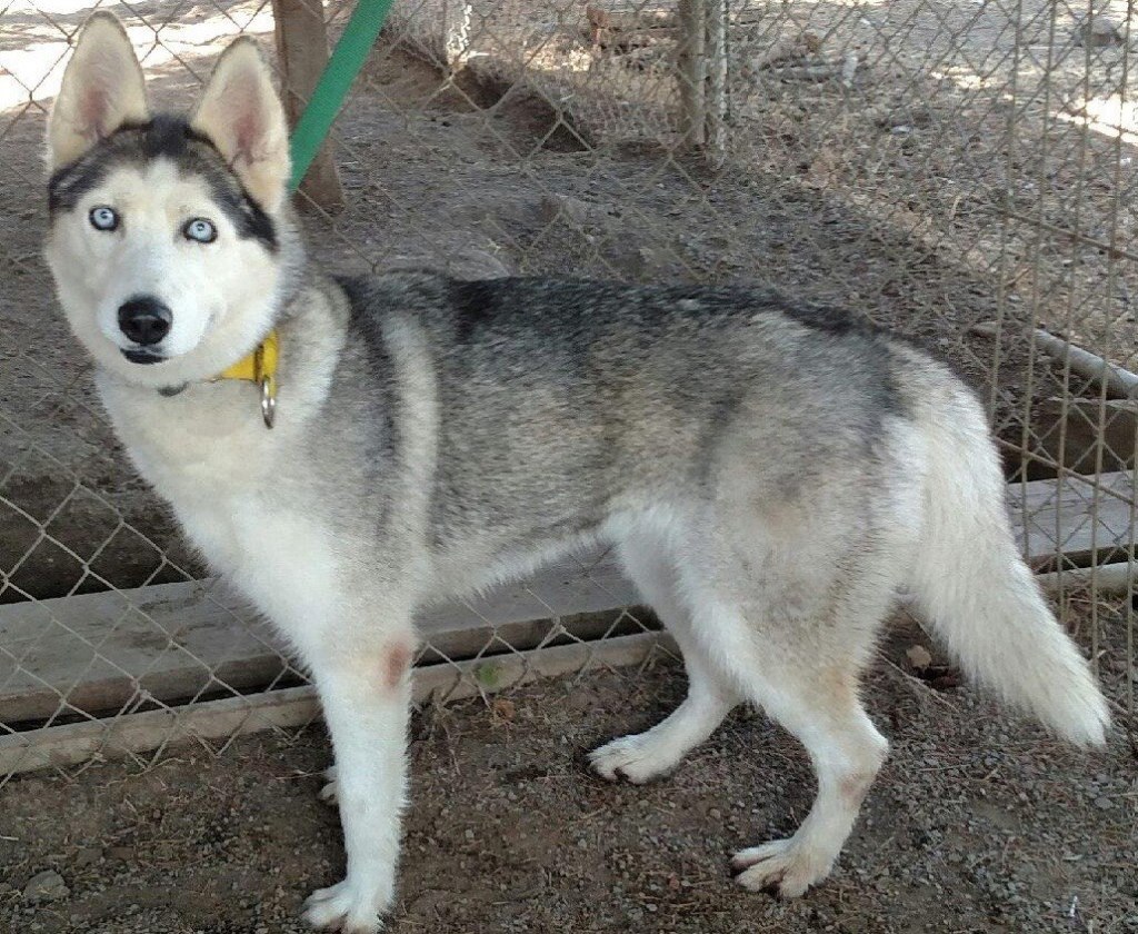 Husky