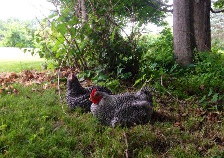 Hens 