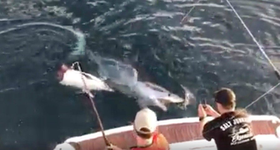 mako shark