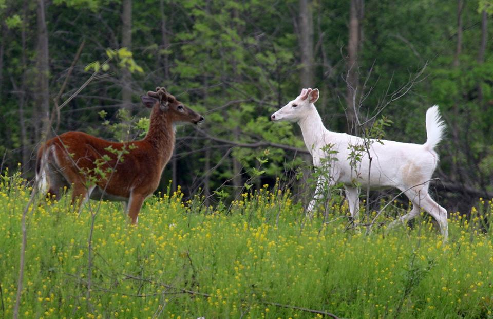 albino deer