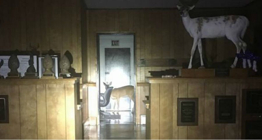 taxidermy shop
