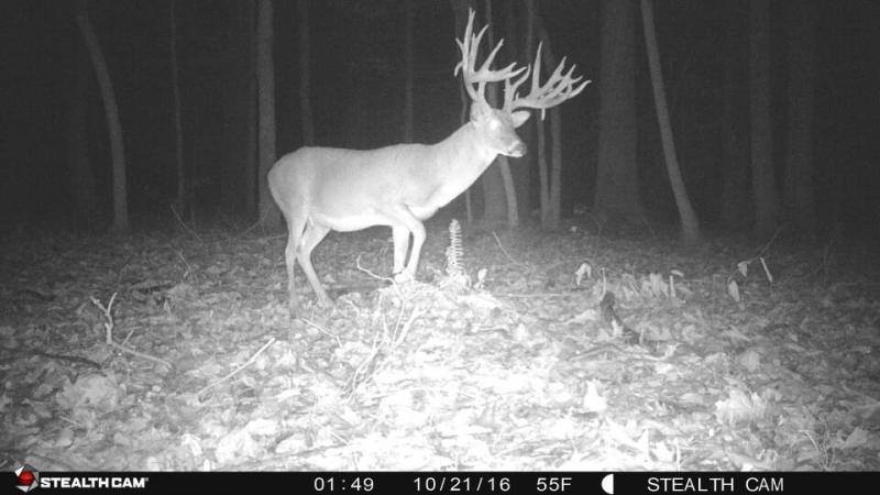 giant velvet buck hit by car
