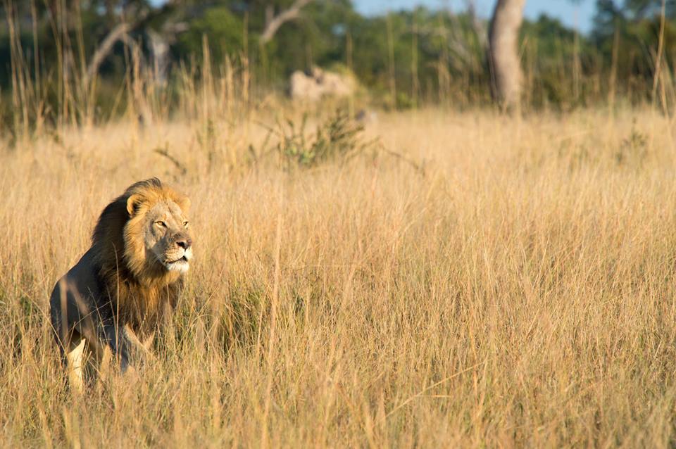 cecil the lion