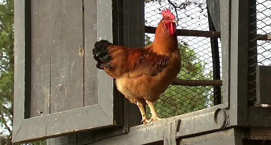 Backyard Chickens 