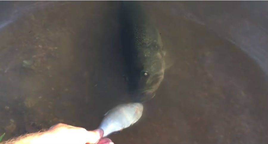 blind bass