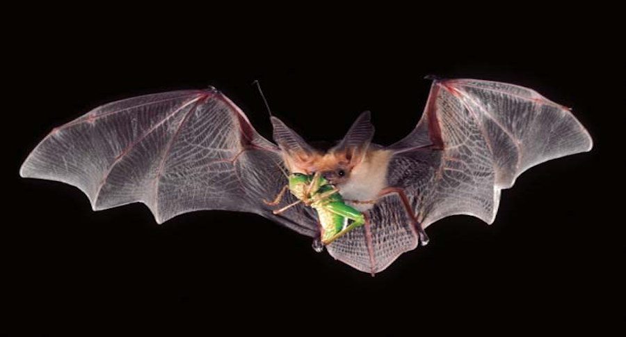 bats