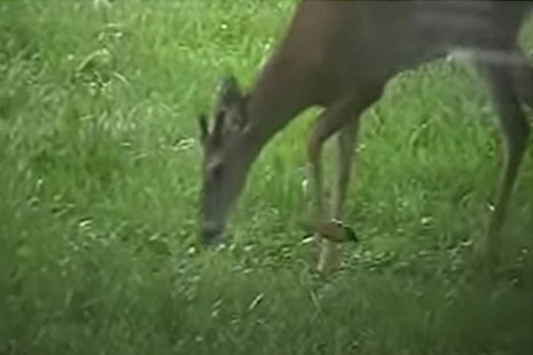 Deer Eats Bird