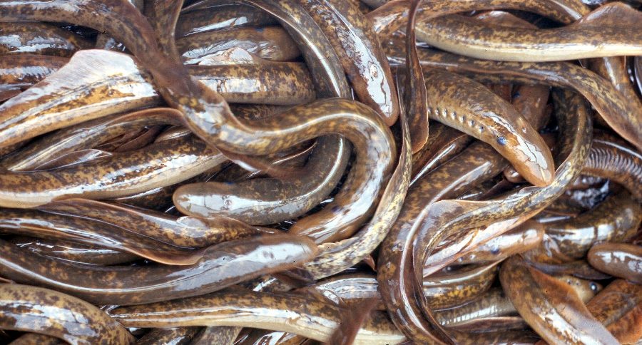 GLFC sea lamprey GLFC