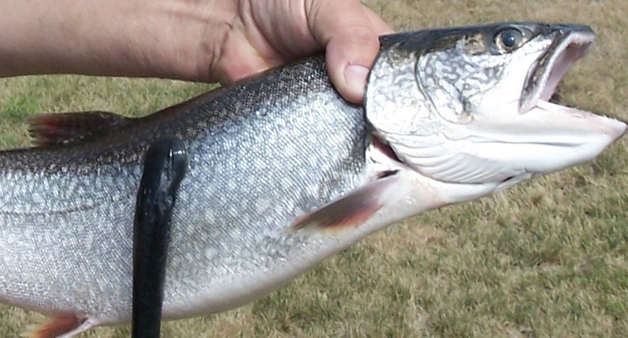 M.Gaden GLFC salmon with lamprey attached M.Gaden GLFC