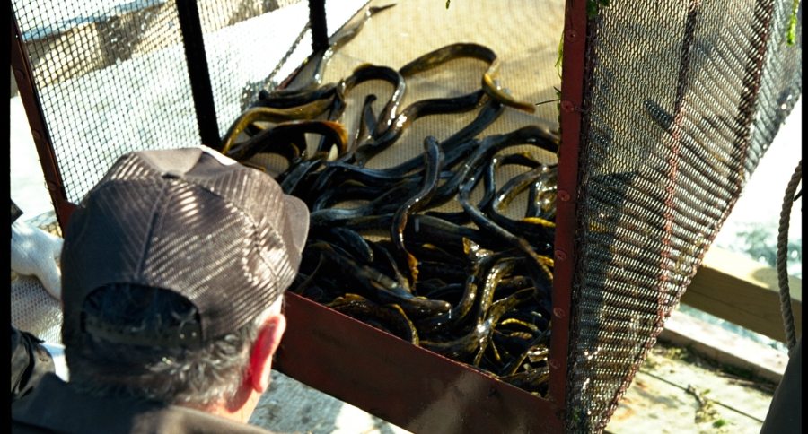 M.Gaden GLFC M. Gaden GLFC lamprey trap