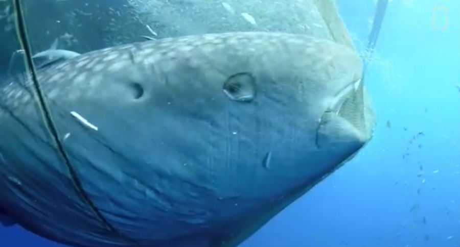 whale shark