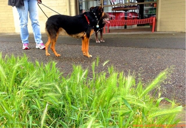Foxtail Grass