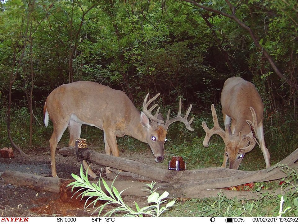trail camera pics