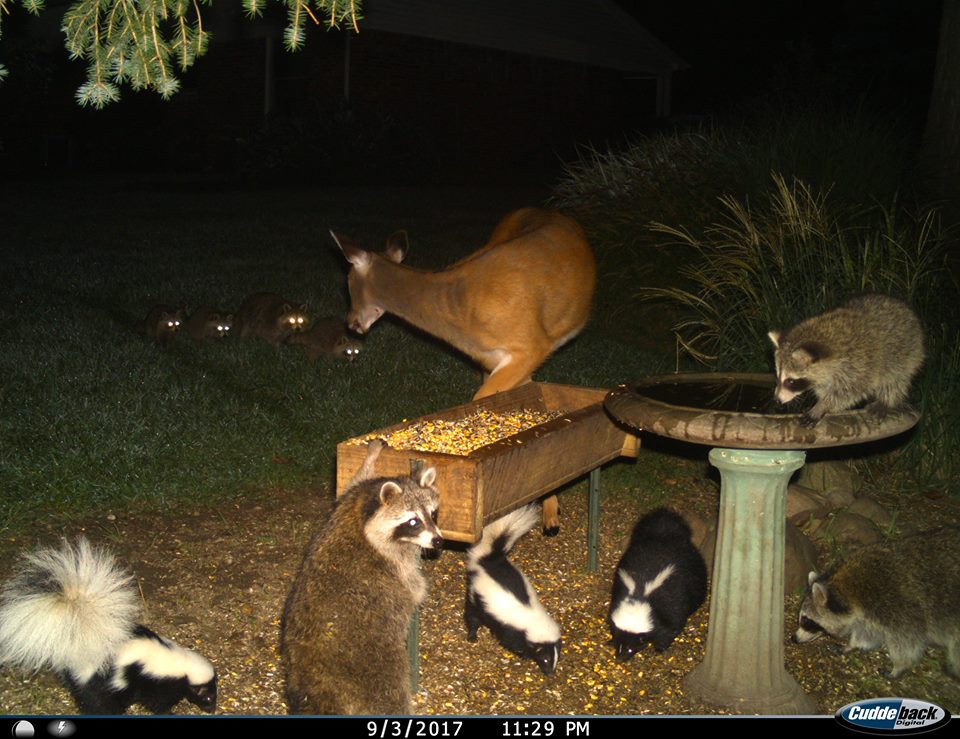 trail camera pics