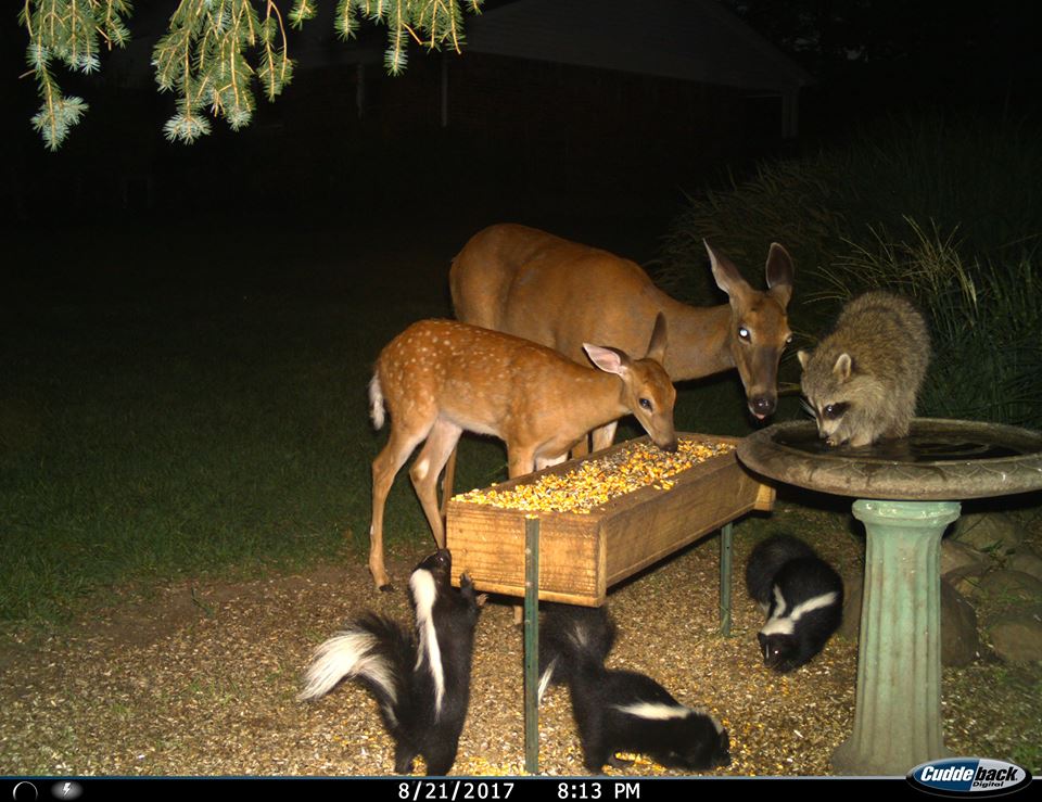 trail camera pics