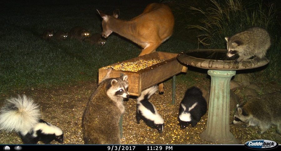 trail camera pics