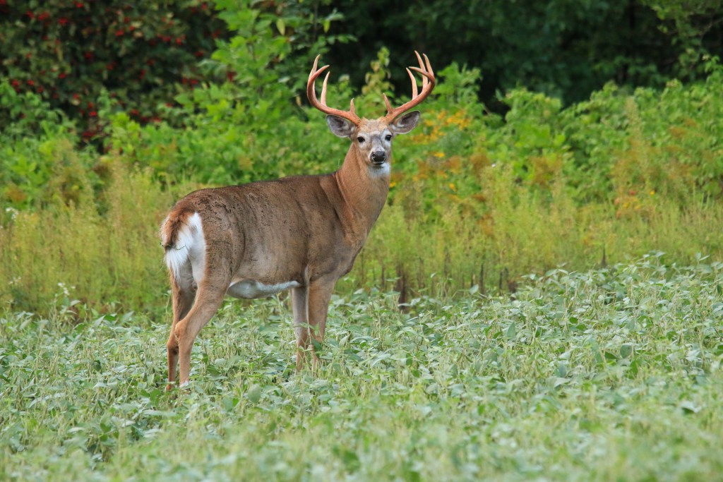 whitetail buck shedding velvet