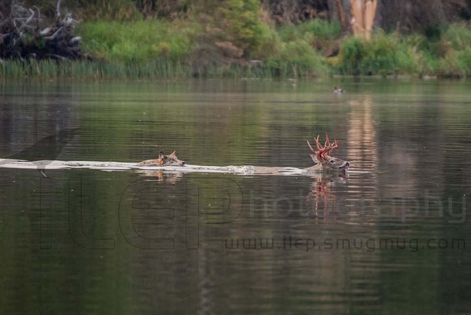 wolf chasing buck