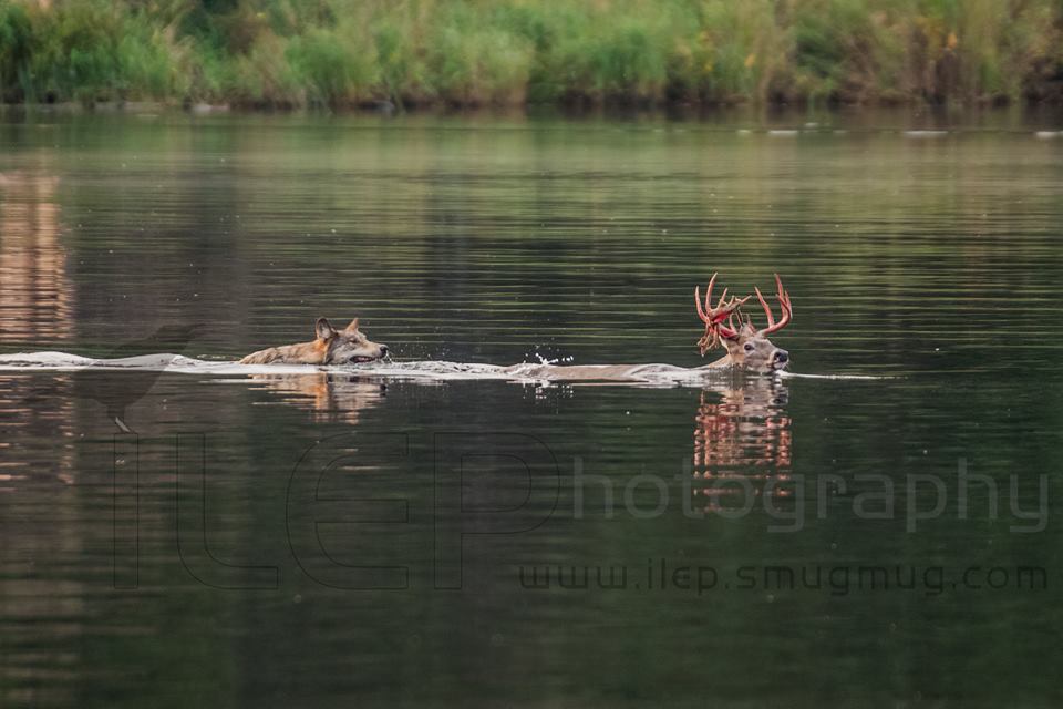 wolf chasing buck