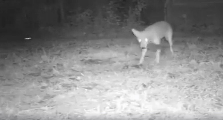coyote