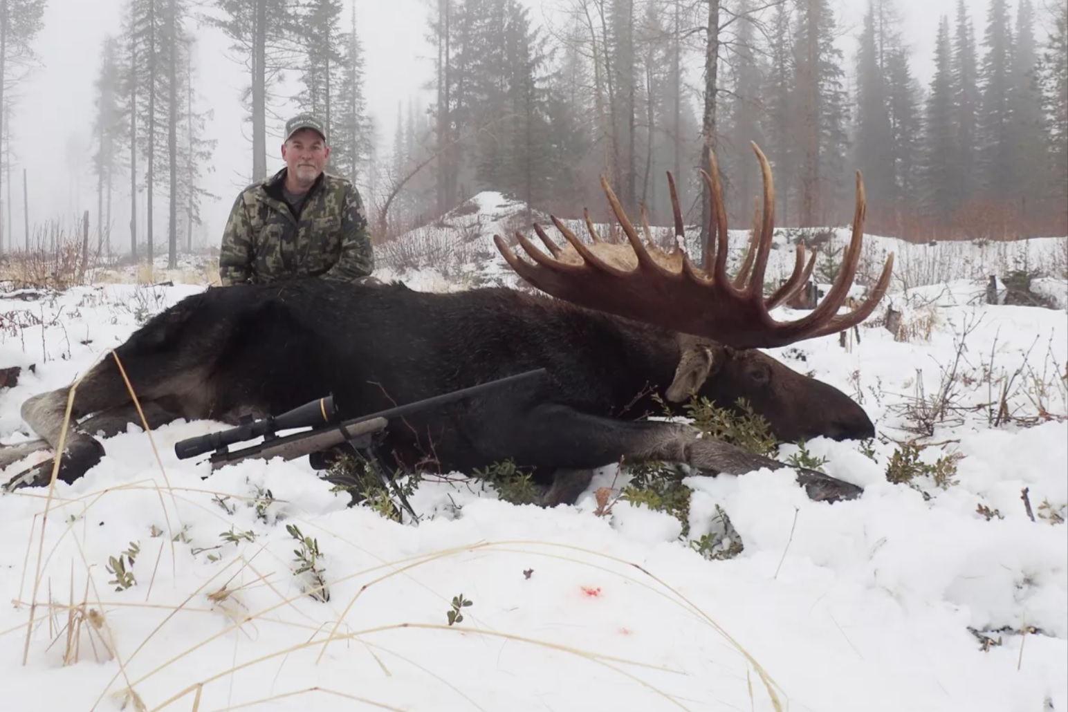 Shiras bull moose record.