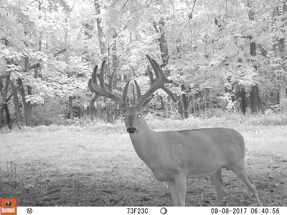 buck