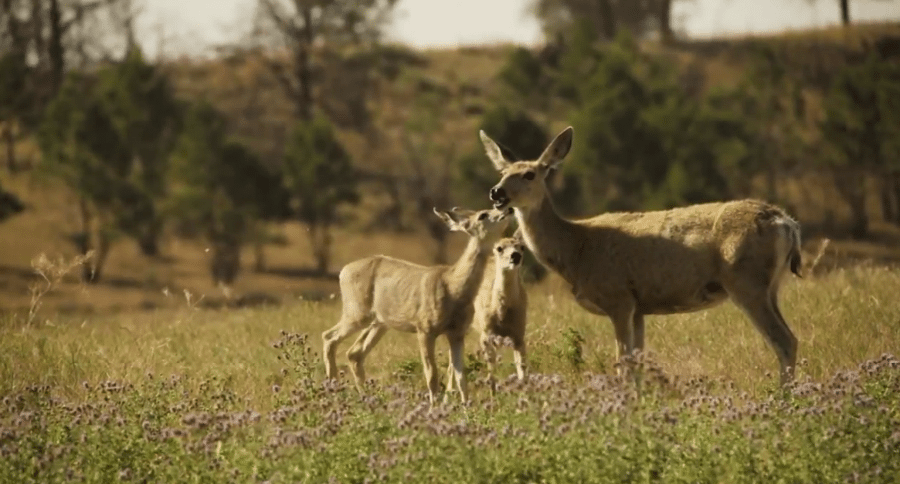 fawns