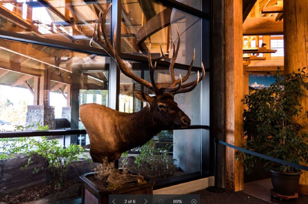 record elk